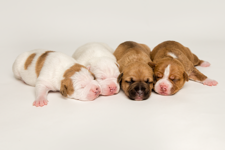 Halo, Harriet, Henry and Harper (Hazel's Puppies)