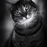 Entry image for Petey