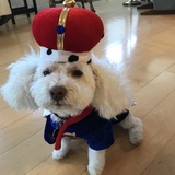Entry image for Buddy