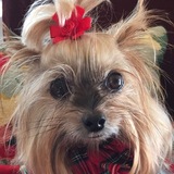 Entry image for Mopsie