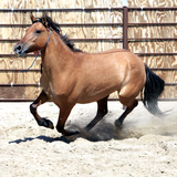 Entry image for Chesney