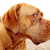 Entry image for Nala