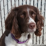 Entry image for Maggie