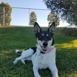 Entry image for Bailey