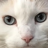 Entry image for Miss Kitty