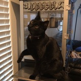 Entry image for Binx