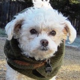 Entry image for Bogey