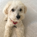 Entry image for Scooti