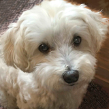 Entry image for Scooti