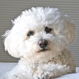 Entry image for Bailey