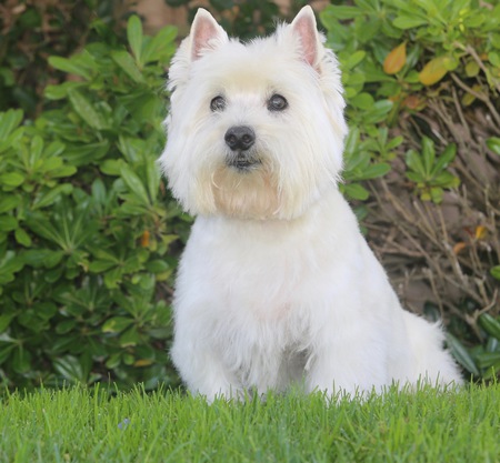 Entry image for Shuggy. Clicking this image will show a larger photo
