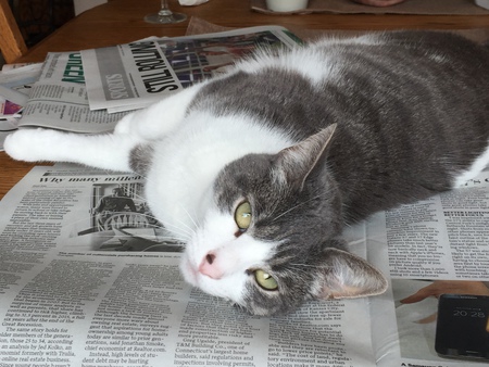 Entry image for Stormie. Clicking this image will show a larger photo