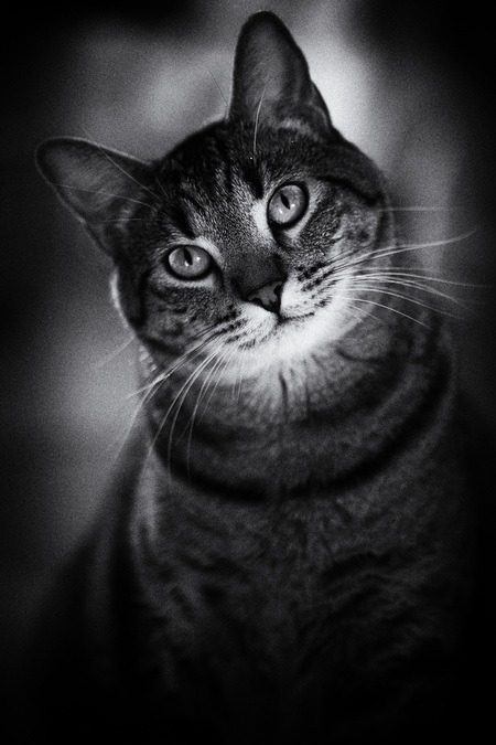 Entry image for Petey. Clicking this image will show a larger photo