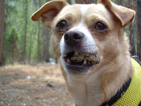 Entry image for Dasher. Clicking this image will show a larger photo