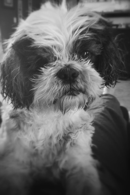 Entry image for Tonto. Clicking this image will show a larger photo
