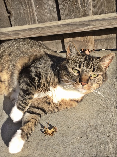 Entry image for JoJo Binx. Clicking this image will show a larger photo