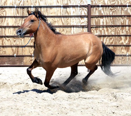 Entry image for Chesney. Clicking this image will show a larger photo