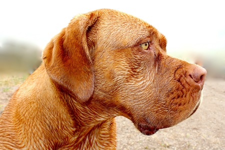 Entry image for Nala. Clicking this image will show a larger photo