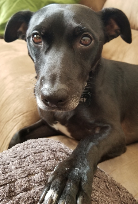 Entry image for Ziggy. Clicking this image will show a larger photo