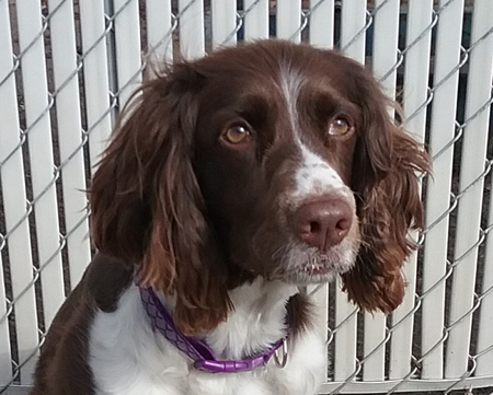 Entry image for Maggie. Clicking this image will show a larger photo