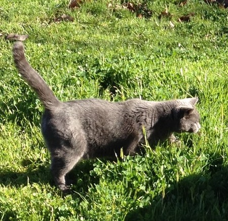 Entry image for Miss Jenny Claycat. Clicking this image will show a larger photo