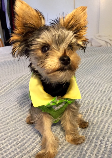 Entry image for Enzo. Clicking this image will show a larger photo