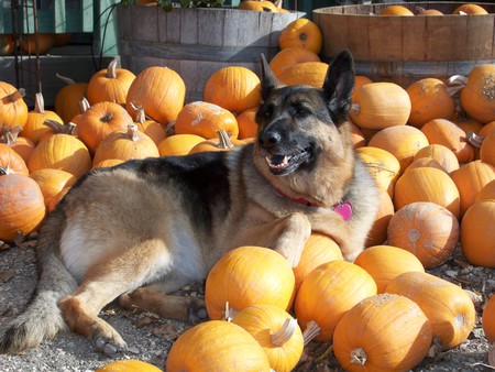 Entry image for Princess. Clicking this image will show a larger photo