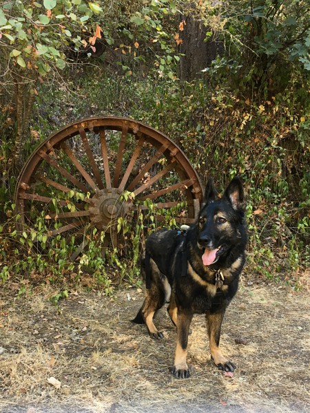 Entry image for Toffee. Clicking this image will show a larger photo