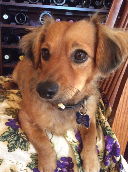 Entry image for Timmy. Clicking this image will show a larger photo