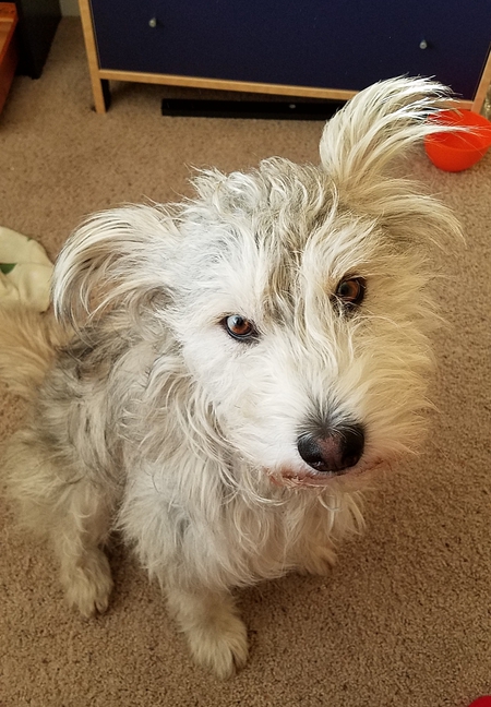 Entry image for Winston. Clicking this image will show a larger photo