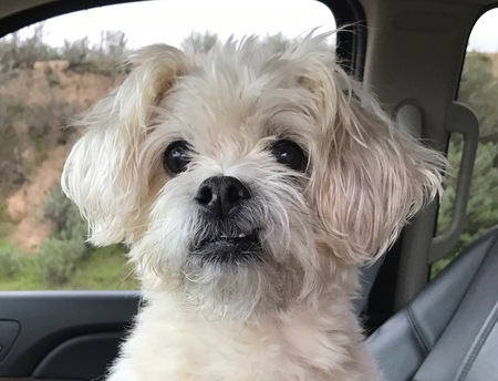 Entry image for Wally. Clicking this image will show a larger photo