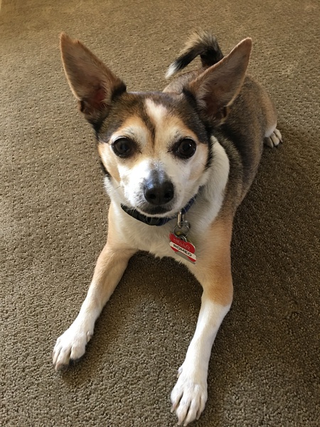 Entry image for Romeo. Clicking this image will show a larger photo