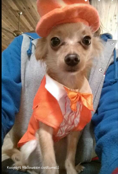 Entry image for Kooper. Clicking this image will show a larger photo