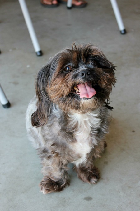 Entry image for Lucy. Clicking this image will show a larger photo