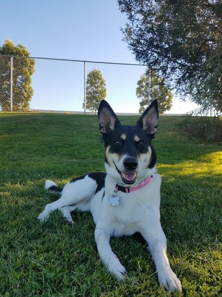 Entry image for Bailey. Clicking this image will show a larger photo