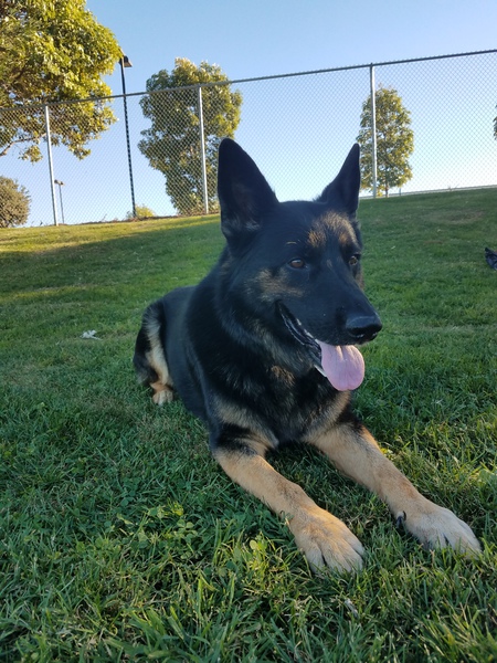 Entry image for Tucker. Clicking this image will show a larger photo
