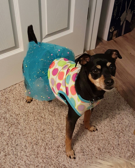 Entry image for Saydee. Clicking this image will show a larger photo