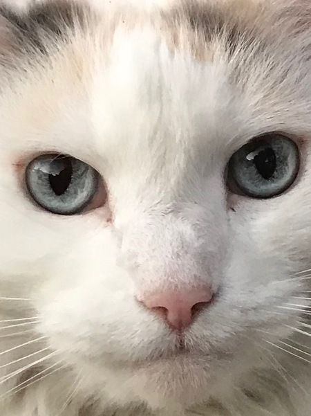 Entry image for Miss Kitty. Clicking this image will show a larger photo