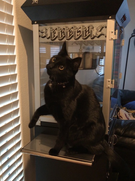 Entry image for Binx. Clicking this image will show a larger photo