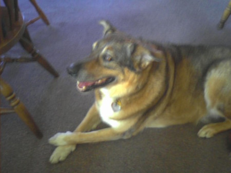 Entry image for Sparky. Clicking this image will show a larger photo