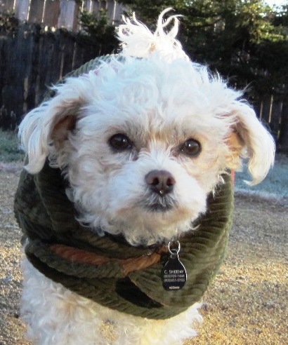 Entry image for Bogey. Clicking this image will show a larger photo