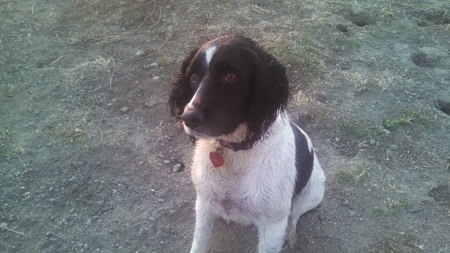 Entry image for Ellie Mae. Clicking this image will show a larger photo