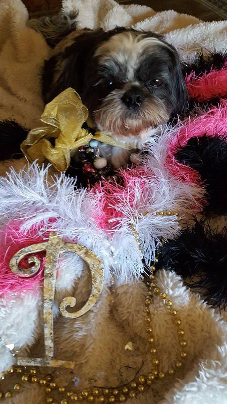 Entry image for Princess. Clicking this image will show a larger photo