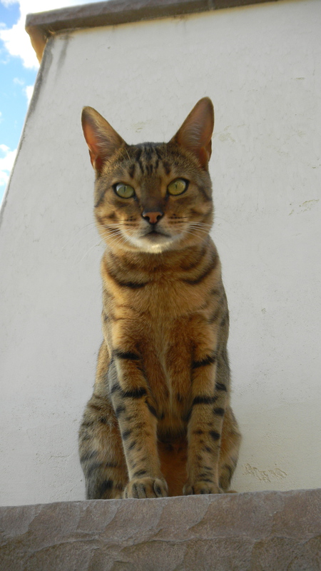 Entry image for Cheetah. Clicking this image will show a larger photo