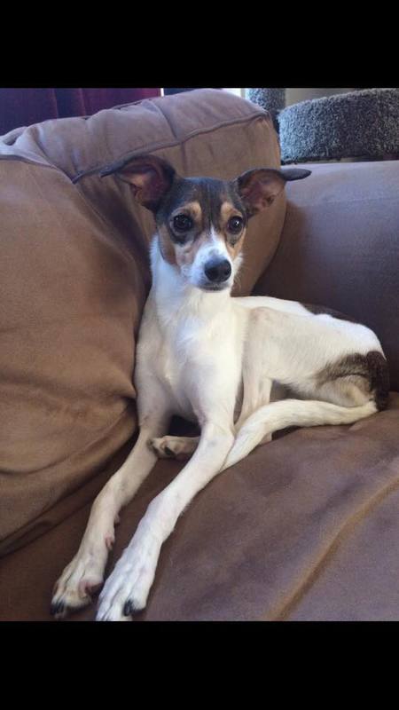 Entry image for Pepper. Clicking this image will show a larger photo
