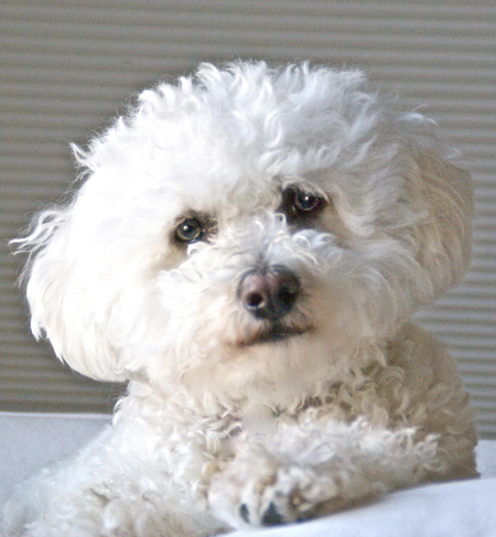 Entry image for Bailey. Clicking this image will show a larger photo