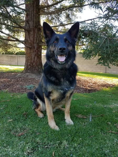 Entry image for Tucker. Clicking this image will show a larger photo