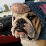 Entry image for Georgie