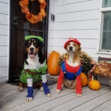 Entry image for Atticus and Argos