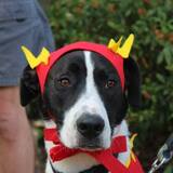 Entry image for Charlie
